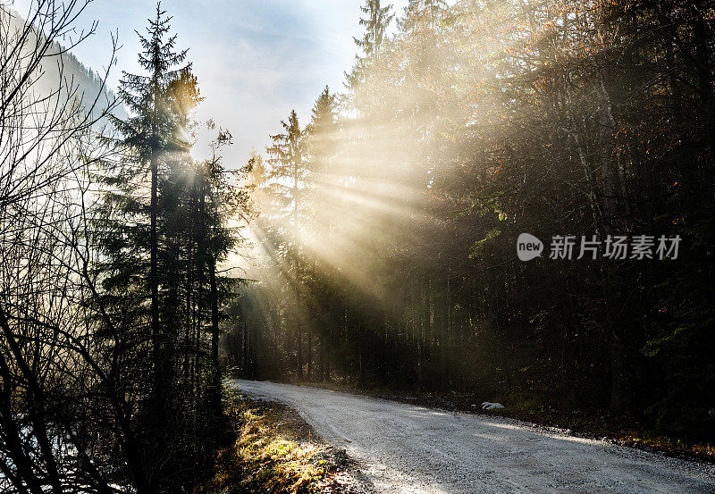 阳光穿过Kranjska Gora的松树林地。